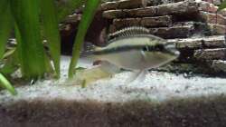 Purpurprachtbuntbarsch Weibchen