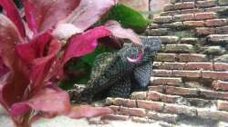 Besatz im Aquarium Tal der Könige