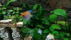 Aquarium Tal der Könige