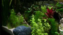 Pflanzen im Aquarium Tal der Könige