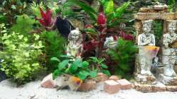 Aquarium Tal der Könige