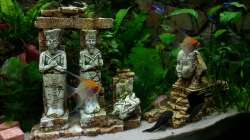 Aquarium Tal der Könige