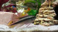 Purpurprachtbuntbarsch Männchen