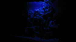 Aquarium bei Nacht
