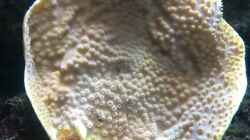 Becherkoralle - Turbinaria peltata
