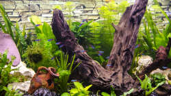 Deko-Pflanzen-Steine-Wurzel