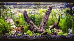 Pflanzen im Aquarium Juwel-Vision-180