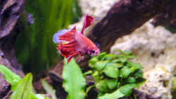 Siamesischer Kampffisch