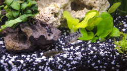 Flaggenstreifen und Gebirgsharnisch Welse