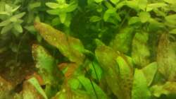 Cryptocoryne wendtii nach ca. 1 Monat