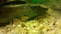 Schwarzrücken-Panzerwelse beim fressen