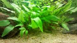 Cryptocoryne wendtii