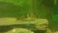 Schwarzrückenpanzerwelse