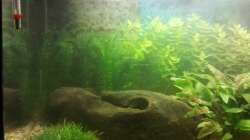 Linke Seite 24.01.2013