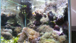 Aquarium MW Würfel WZ