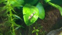 Aquarium Nanocube 30