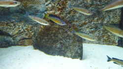 Dekoration im Aquarium Becken 25310