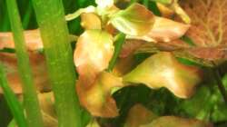 Pflanzen im Aquarium Wohnzimmeroase