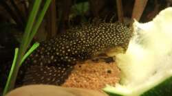 Besatz im Aquarium Wohnzimmeroase