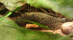 Mein liebstes ´Fotomodell´ (der einzige der wirklich stillhält)