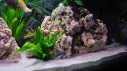 Rechte Seite des Aquariums 