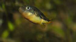 Carinotetraodon travancoricus - Männchen