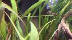 versteckter Eckfilter und Regelheizer