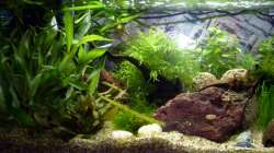 Aquarium mit Carinotetraodon travancoricus