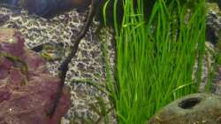 Lilaeopsis novae-zealandae