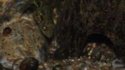 Carinotetraodon travancoricus - Anpirschverhalten