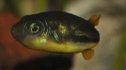 Carinotetraodon travancoricus - Männchen