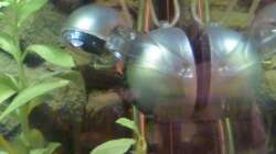 LED-Lampe und Ausströmer