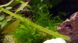 Vesicularia montagnei