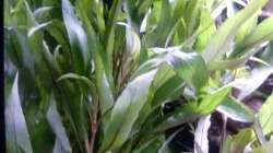 Hygrophila corymbosa