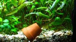 Einfamilienhaus1: Umgedrehter Blumentopf (9.1.2013)