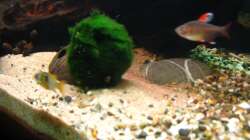 ??bergang Sand-Kies (11.1.2013)