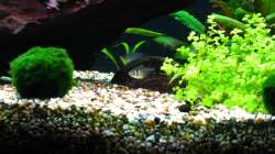 Einfamilienhaus2: Kokosnusshälfte. Ist in zwei weiteren Versionen verfügbar (9.1.2013)