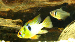 Ein Junge (9.1.2013)