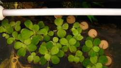 Schwimmpflanzenbereich (19.1.2013)