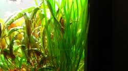 rechte Seite mit Grobkies (11.1.2013)