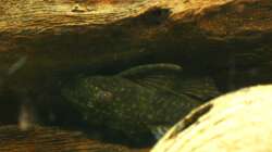 Frau Wels (9.1.2013)