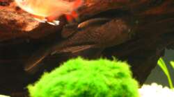 Herr Wels (9.1.2013)