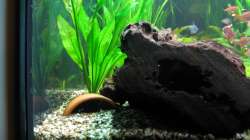 Einfamilienhaus3: Wurzelwohnung (9.1.2013)