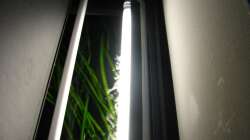 40 cm lange ´Küchenleuchte´ zur Simulation der Dämmerung (12.1.2013)