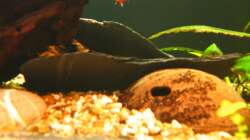 Schieferplatten, so angeordnet, dass Hölen entstehen (19.1.2013)