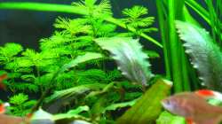 Cabomba caroliniana nach einer Woche, 15.2.2013