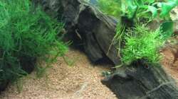 Garra Flavatra 05 - Guckuck!