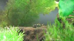 Garra Flavatra 03 - auf Wurzel