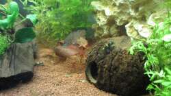 Garra Flavatra 10 - unter Beobachtung