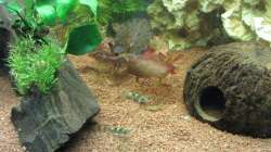 Garra Flavatra 08 - zwei schöne Kerle